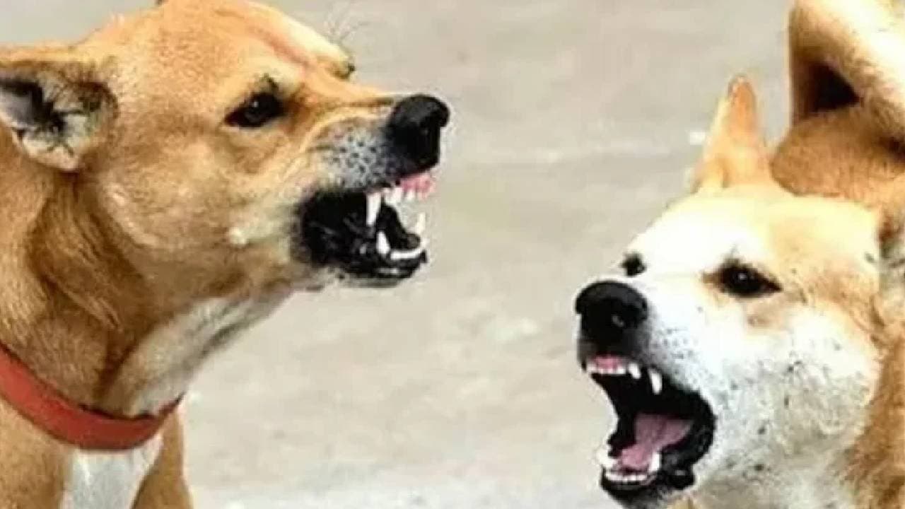 Girl Dies A Month After Dog Bite Despite Treatment In Maharashtra 