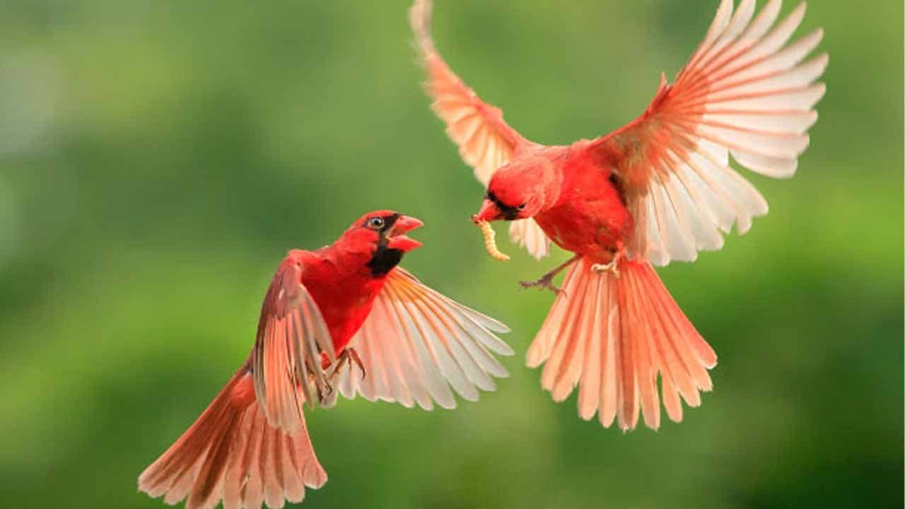 The most ferocious bird in the world 