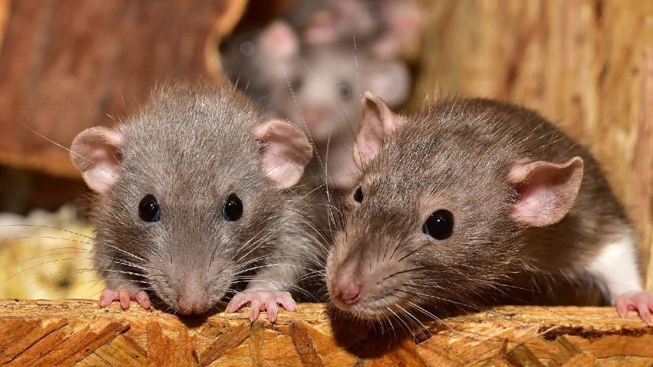 police claim rats ate 200 kg  seized intoxicants