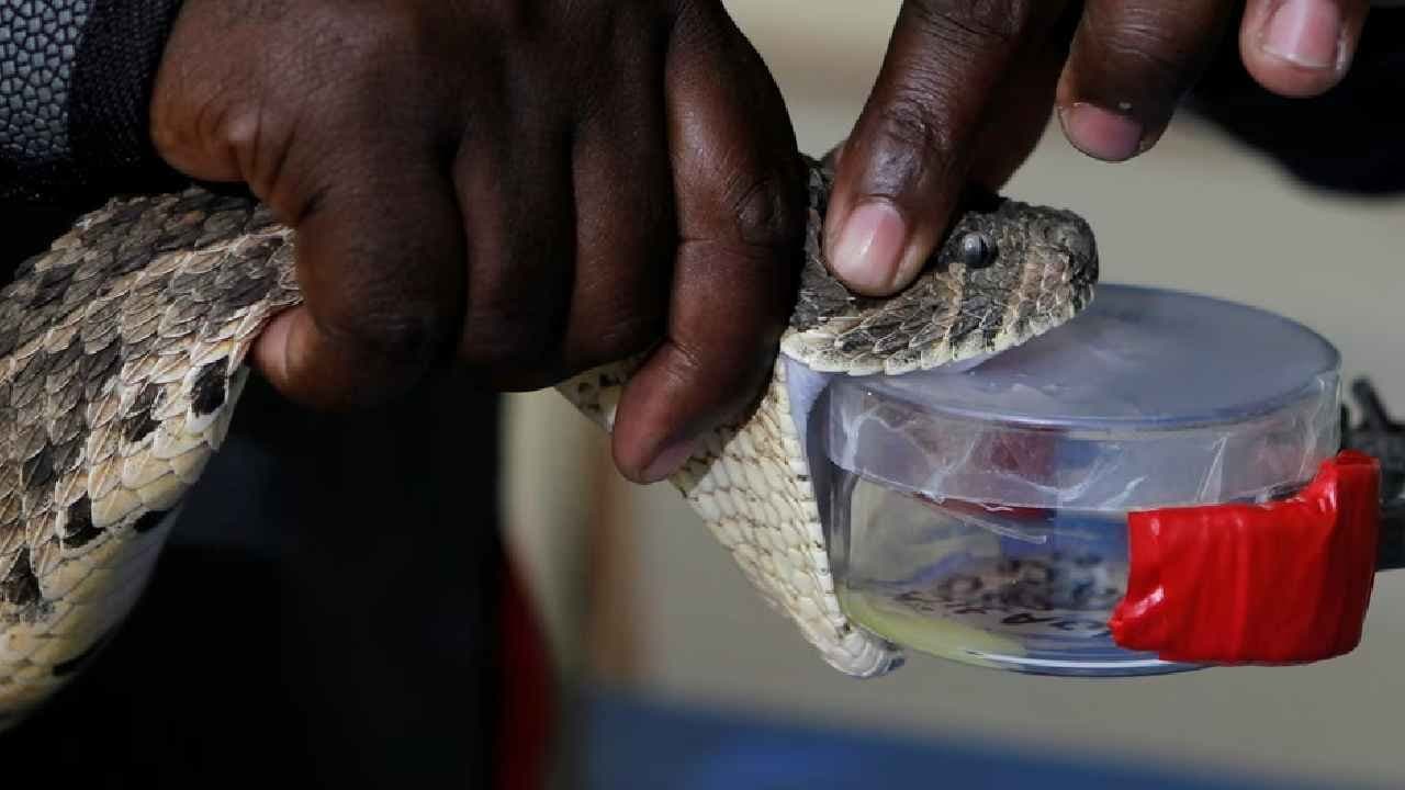 Snake Venom: Evolving faster than any other animal weapon