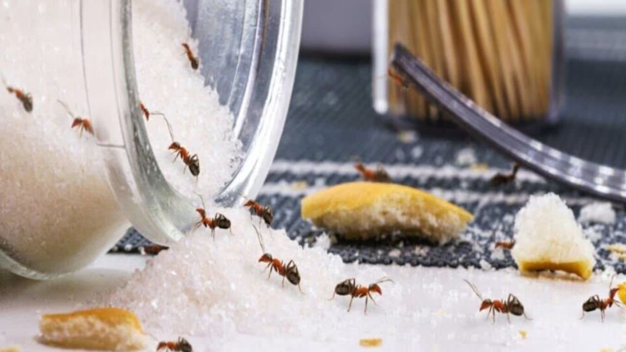 How to get rid of ants from kitchen