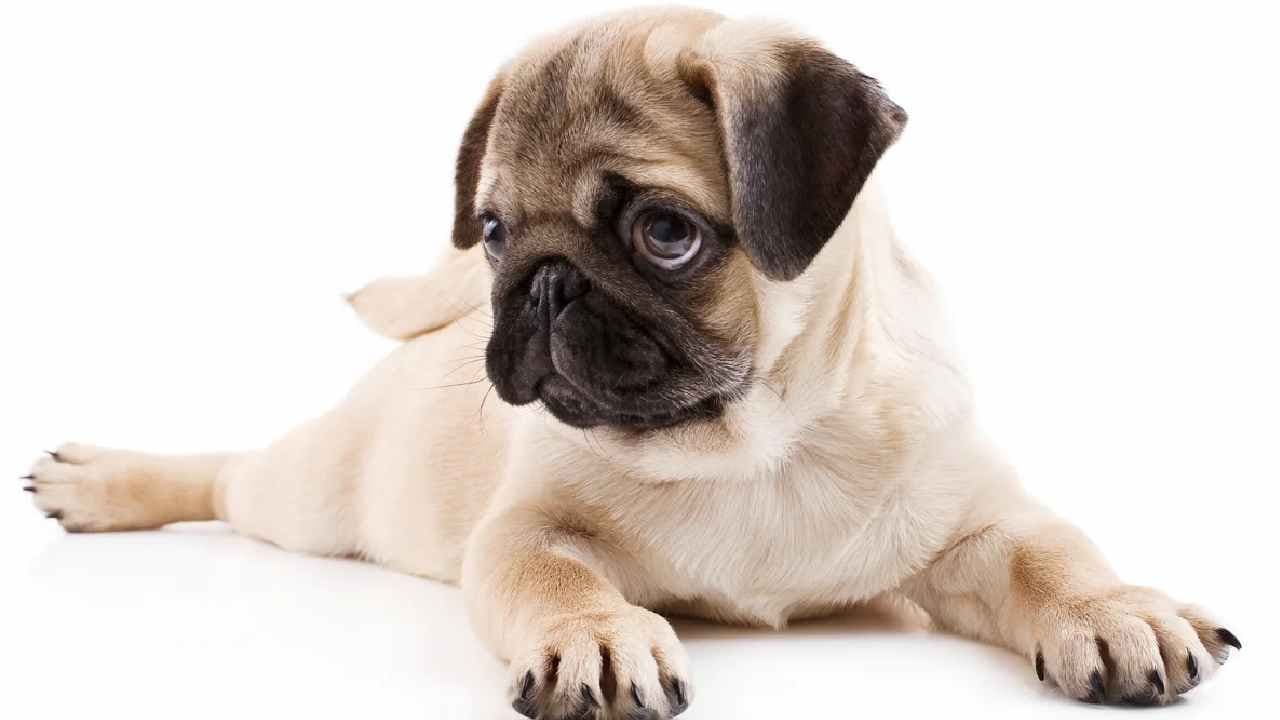 Species: Dogs can identify humans kilometers away
