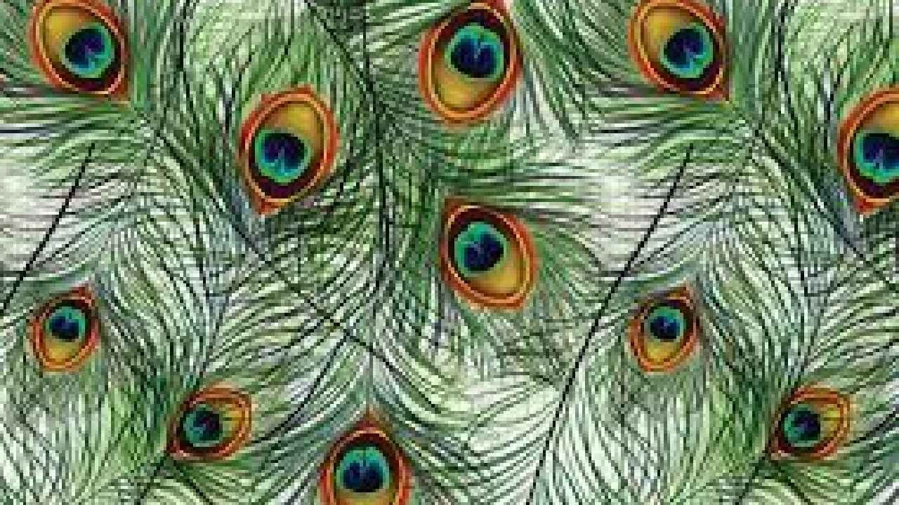 Animal Kingdom: Peacock feathers can release laser beams