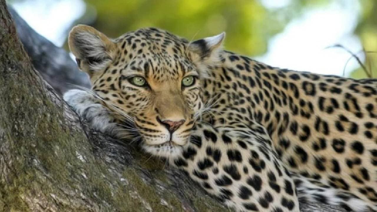 One Year Old Boy Walking Behind Mother Mauled To Death By Leopard In Gujarat 