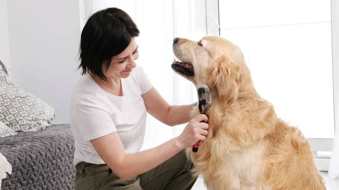 How to take care of your pet in winter season