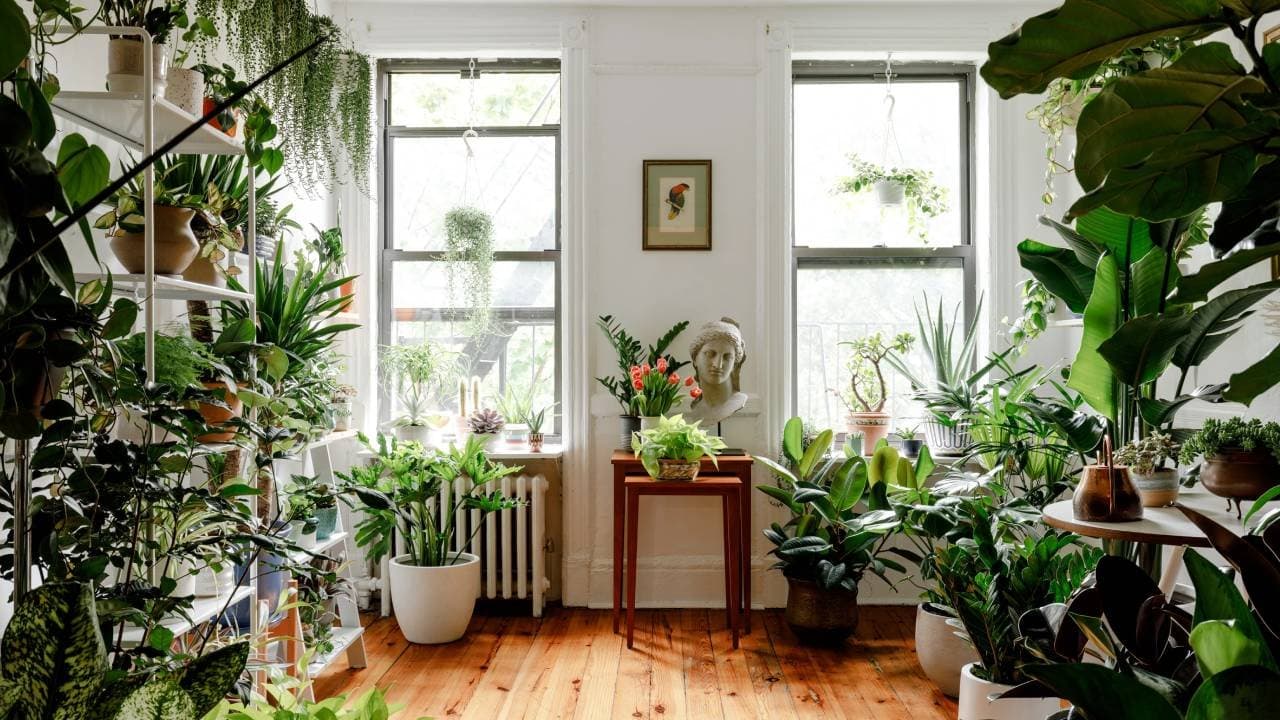 These plants will help reduce indoor pollution