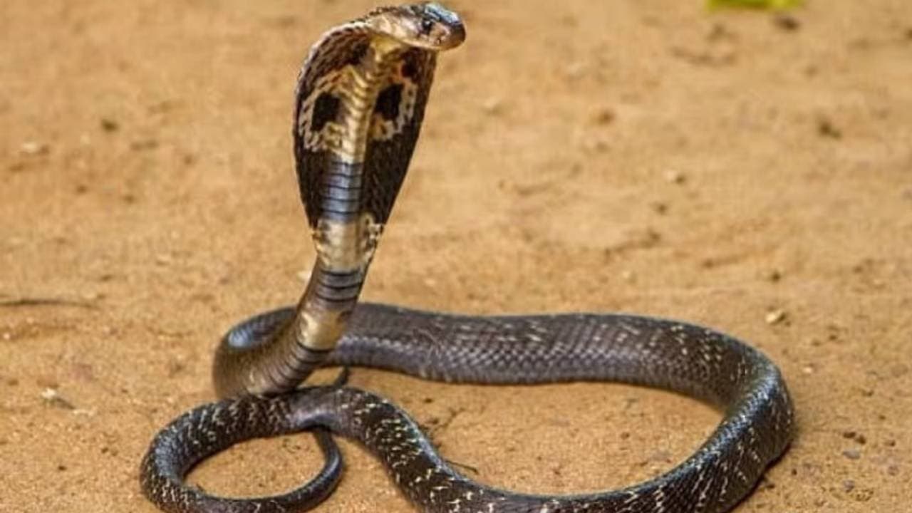 These could be the spiritual reasons of seeing snakes in your dreams
