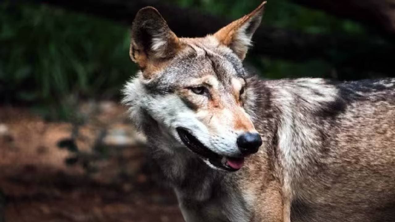 Wolf snatches Three year old from mothers lap in UPs Bahraich mutilated body found 