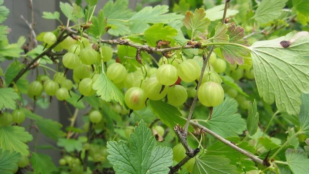 Five Benefits of Amla in Winter 