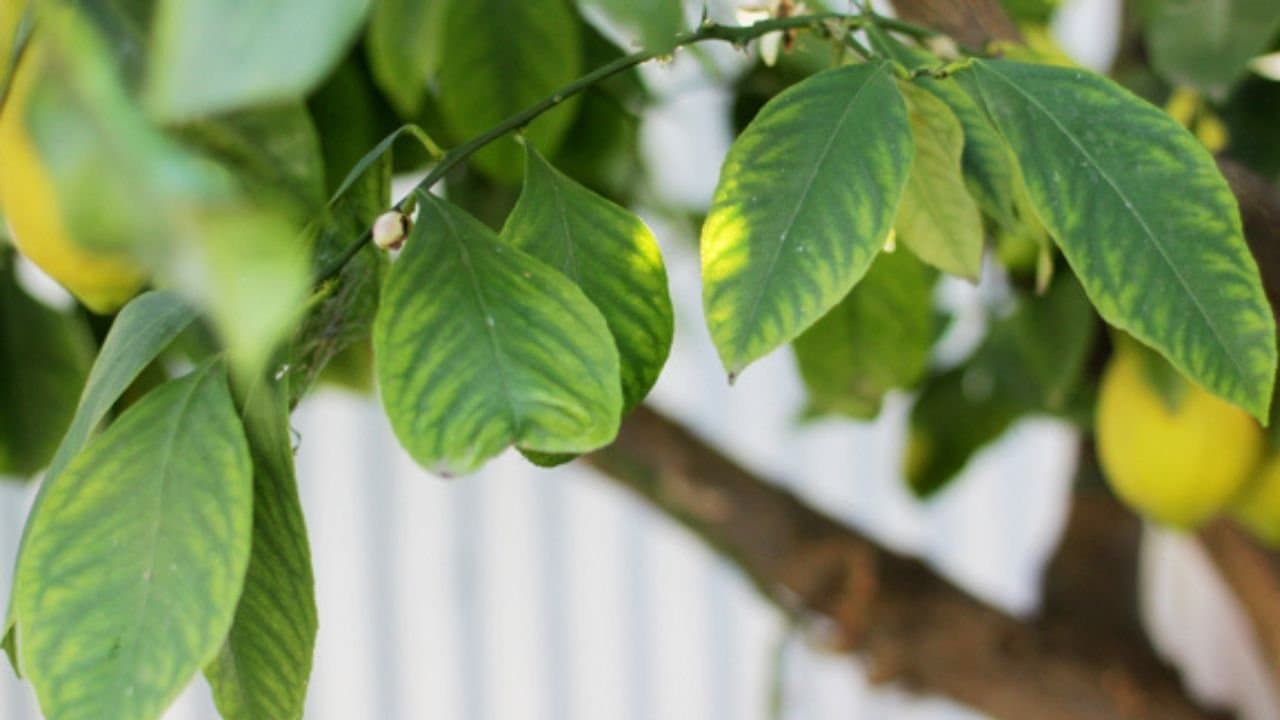 Health tips benefits of having lemon leaves