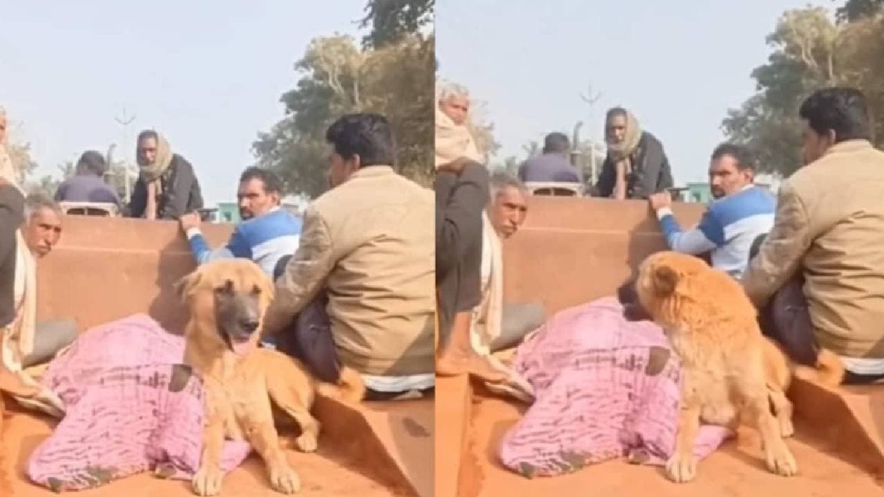Dog Refuses To Leave Owners Side Chases Vehicle Carrying Body For Four km 