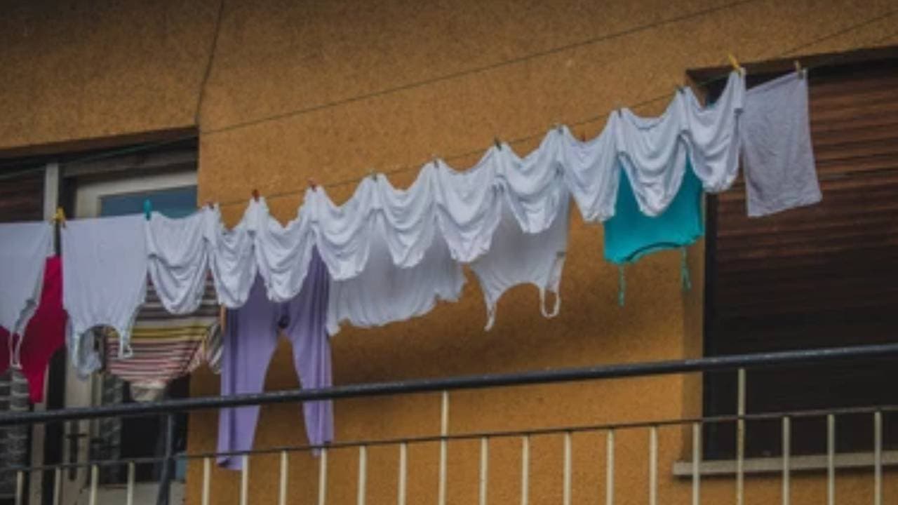 mischievious cat steals underware of neighbour in new zealand