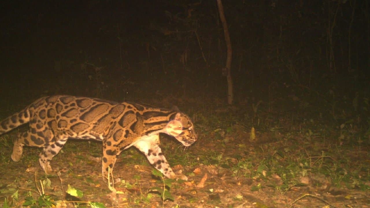 Clouded Leopard Found in Buxa Tiger Reserve in North Bengal