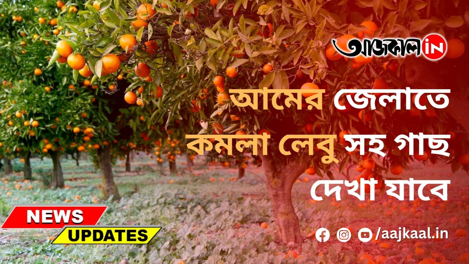 আমের জেলাতে কমলা লেবু সহ গাছ দেখা যাবে