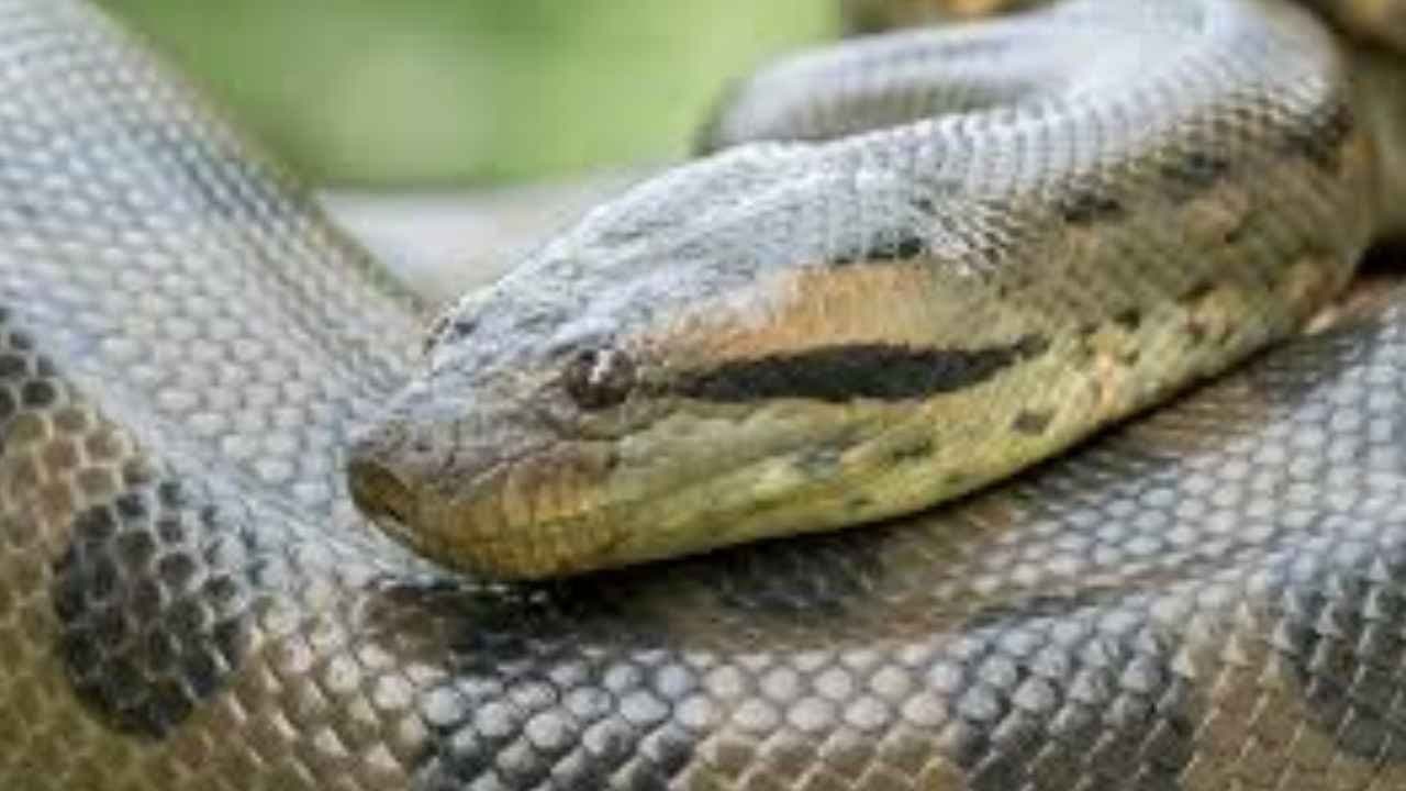 Ana Julia: World s largest Anaconda makes new Evolution