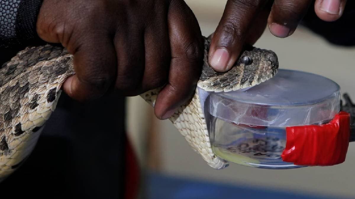 Snake venom medicine will be developed by artificial intelligence if the experiment is successful the fear of snakes will be overcome gnr