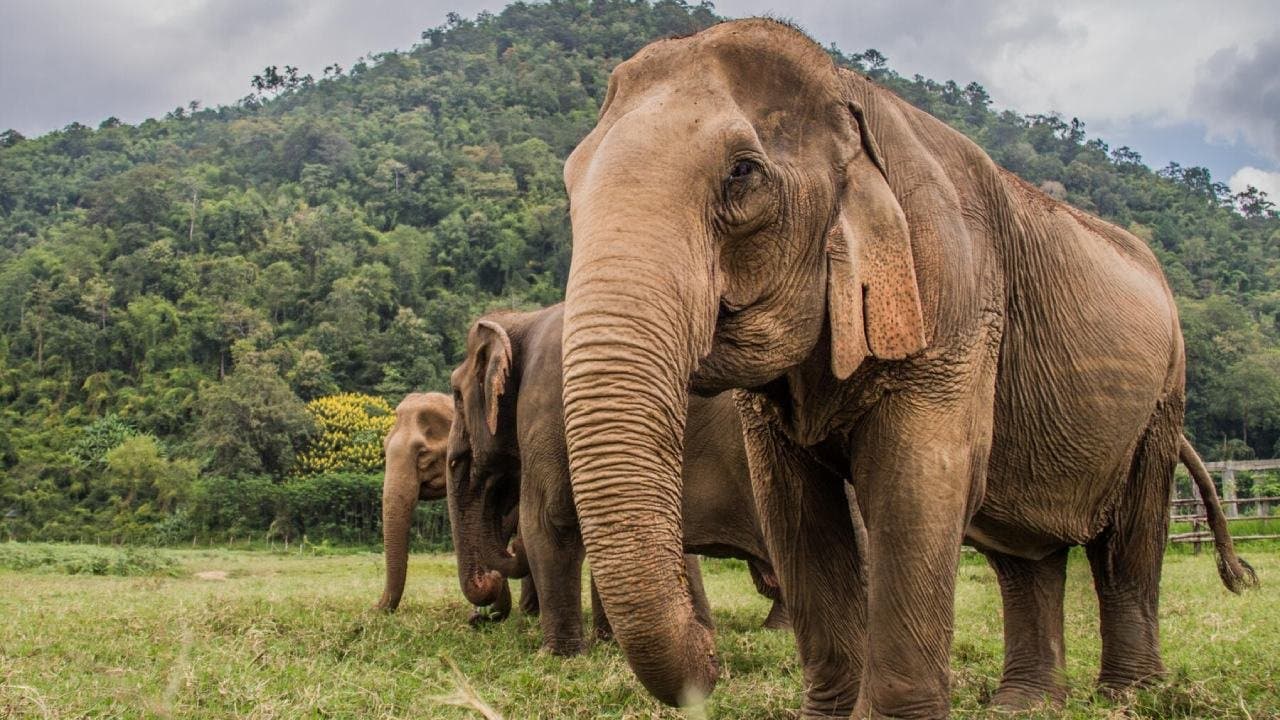 what Thailand is using to curb growing wild elephant population