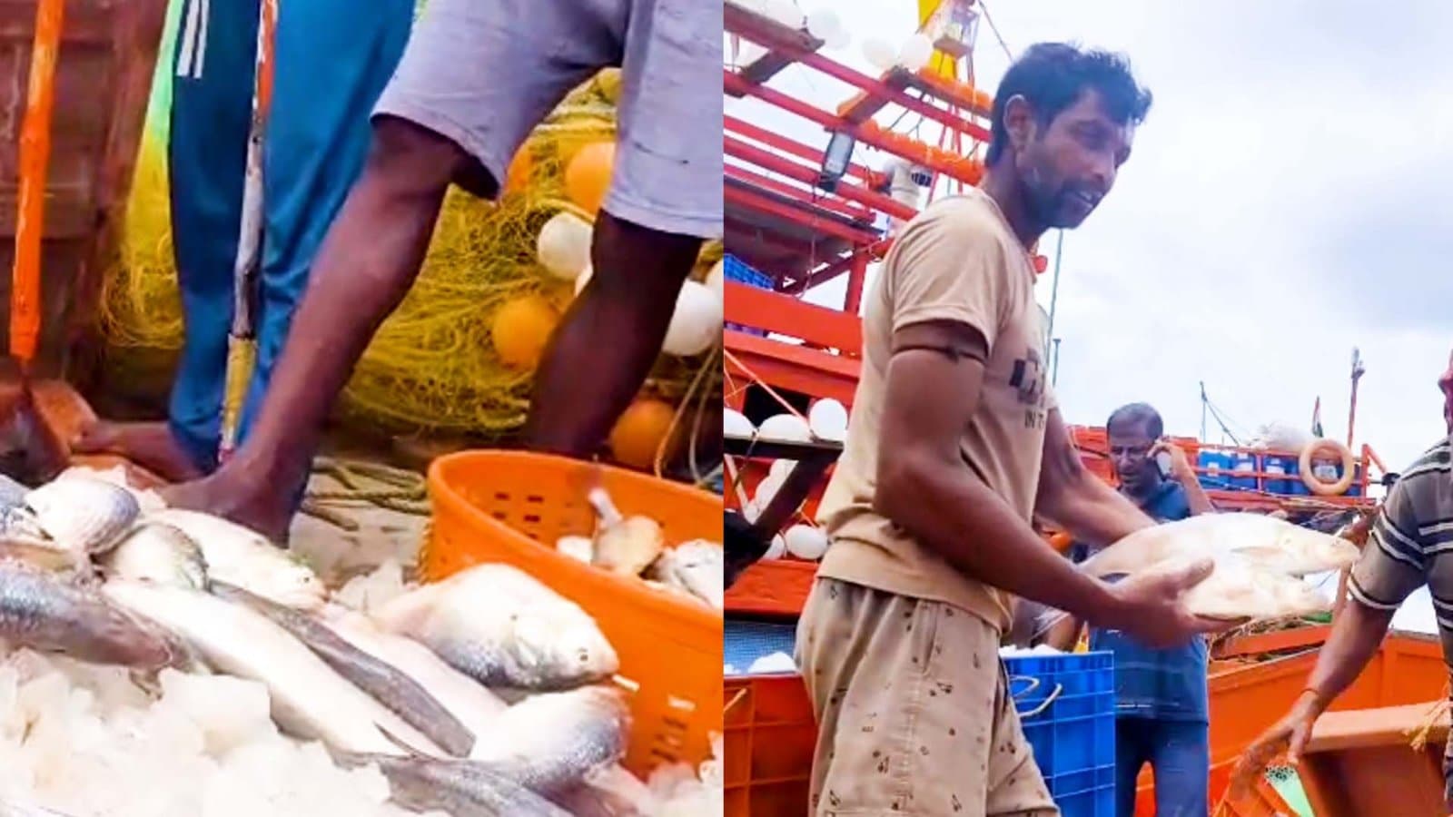 First Ilish of the Season Arrives in Bengal Price Expect to goes Down