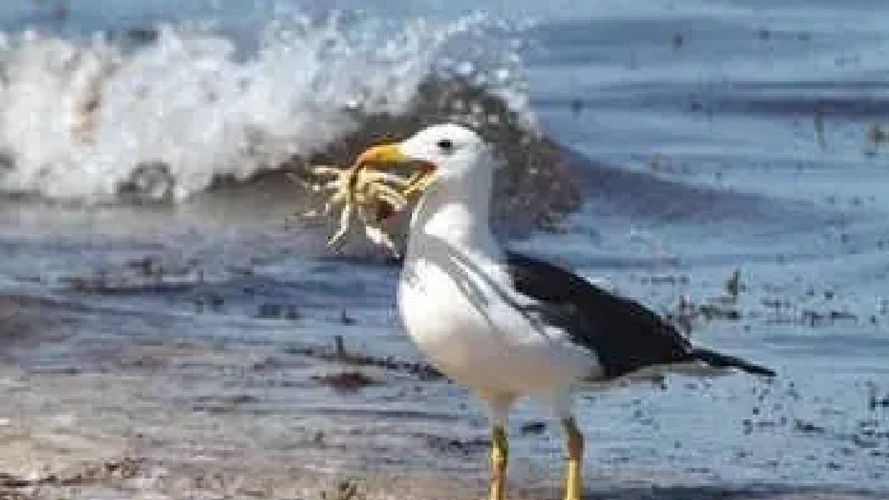 This 70-year-old bird does not touch the ground for six consecutive years 