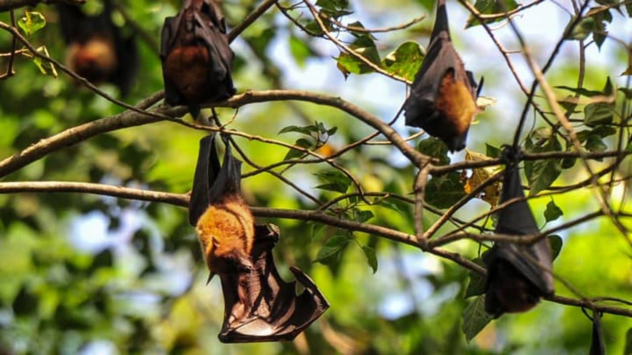 Several Asian countries issued health advisory in their airport after several Nipah Virus cases detected in India 
