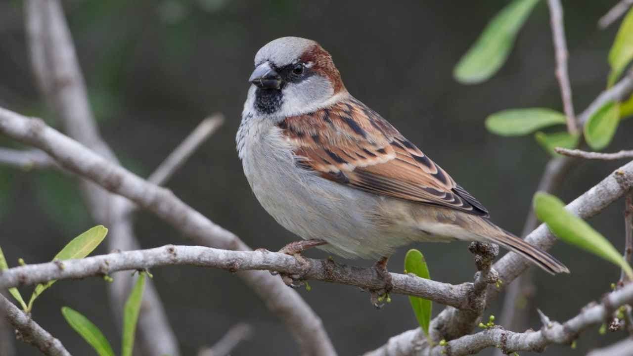 House Sparrows can feel the changing world makes new think