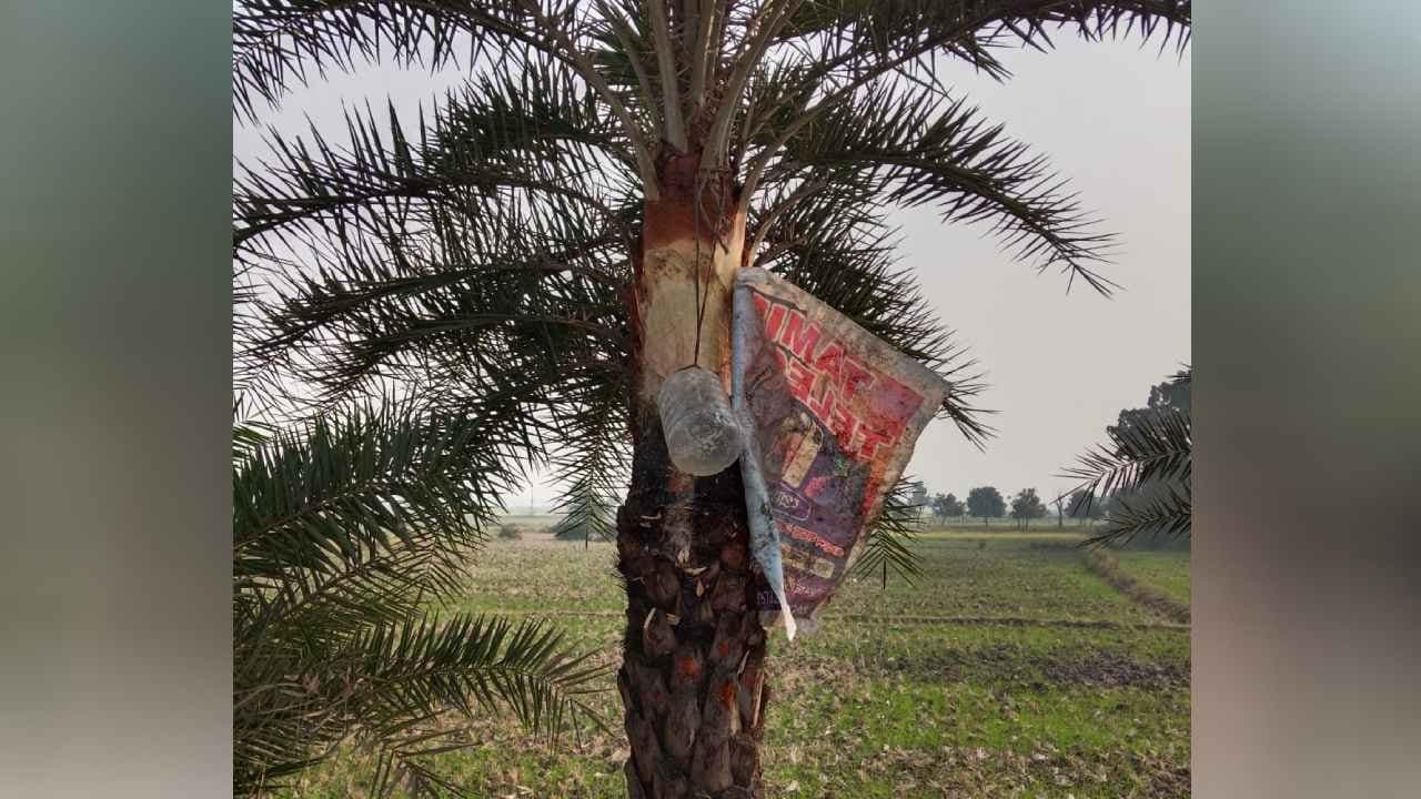 People are scared to consume Date Palm SAP due to Nipah virus