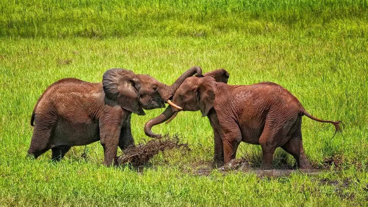 Jungle safaris on elephant back are inappropriate 