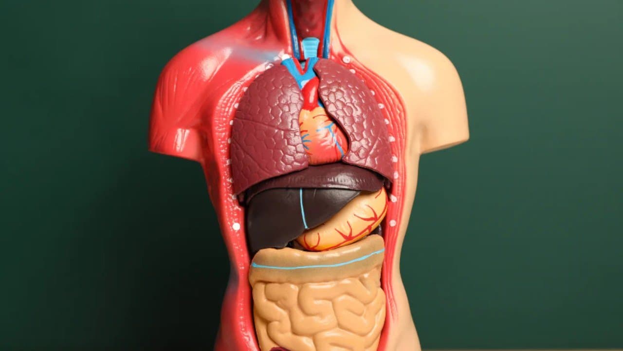 Scientists are still debating about the importance of Useless vomeronasal organ