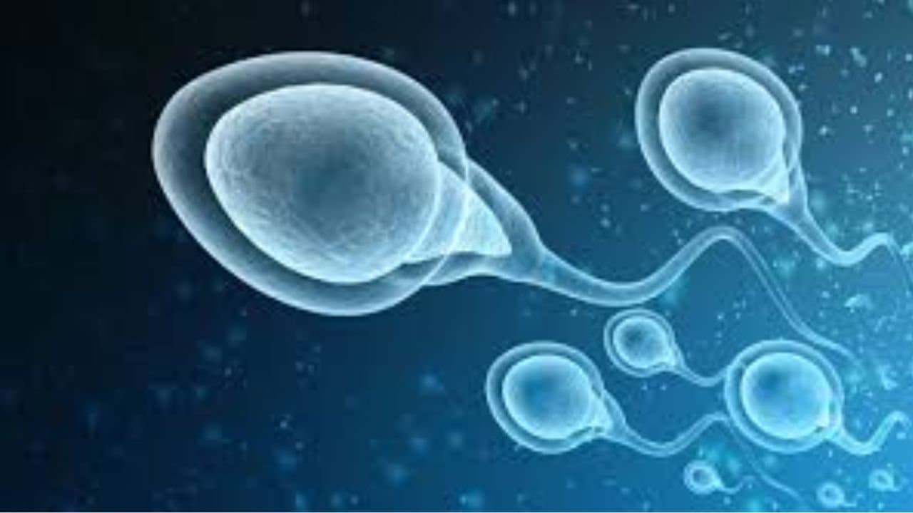 Sperm remembers everything you are drank and felt