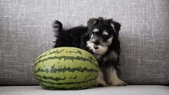 Pet Care: গ্রীষ্মের দাবদাহে আপনার পোষ্যের শরীর ঠান্ডা রাখতে কী  করবেন?
