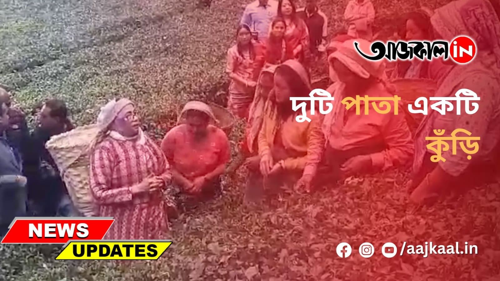গোর্খা পোশাক পরে মকাইবাড়ি চা বাগানে চা পাতা তুলছেন মুখ্যমন্ত্রী
