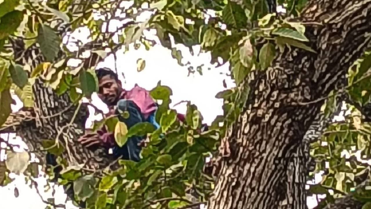 Youth with a long stick decided to stay on a tree top in Nadia 