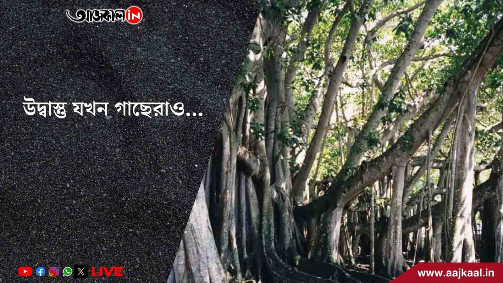 বেনজির দৃশ্য, শহর কলকাতাকে আরও গতি দিতে এবার গাছেদেরও বাসাবদল