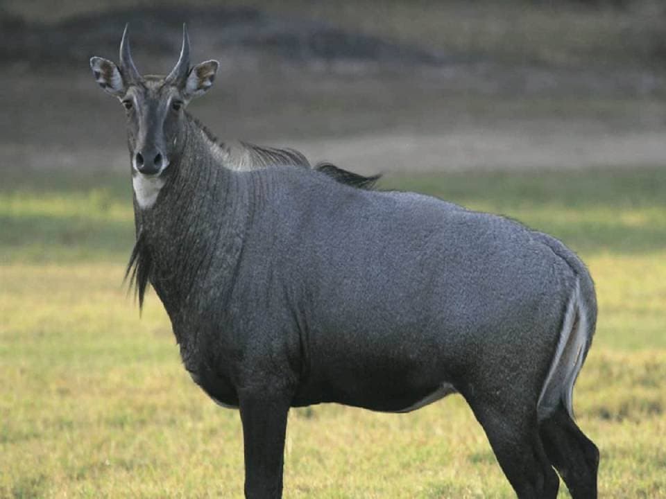 Girl Dies After Nilgai Crashes Into Moving Car In Madhya Pradesh 