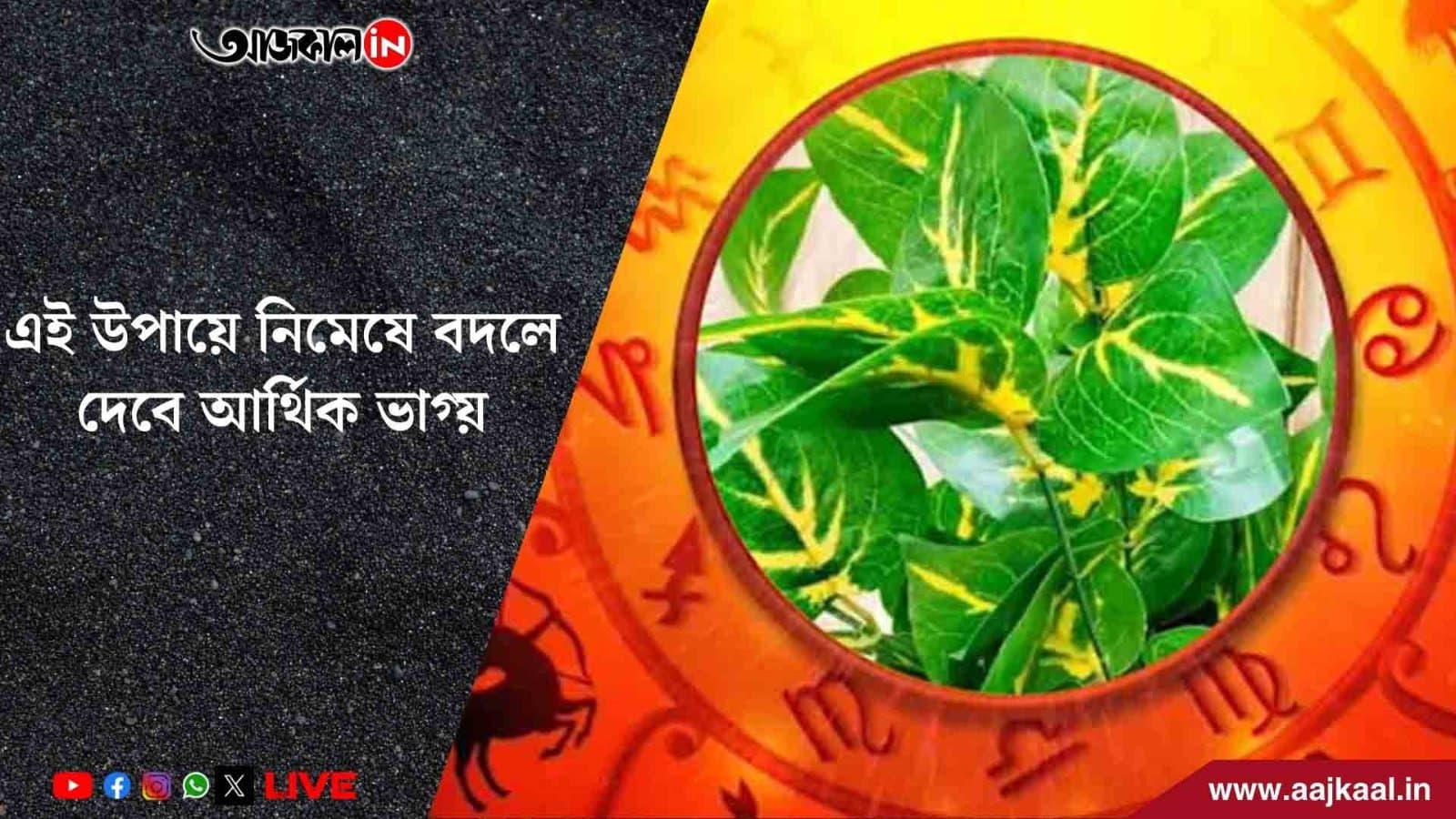 রাতারাতি ধনী হতে চান? বাড়িতে আনুন এই গাছ