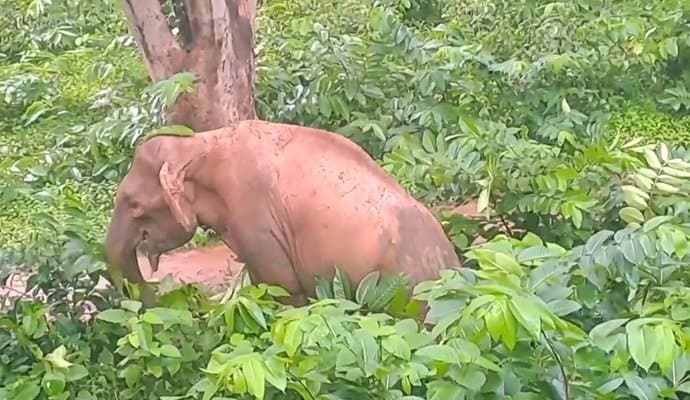 Elephant died in jhargram, know what happen gnr 