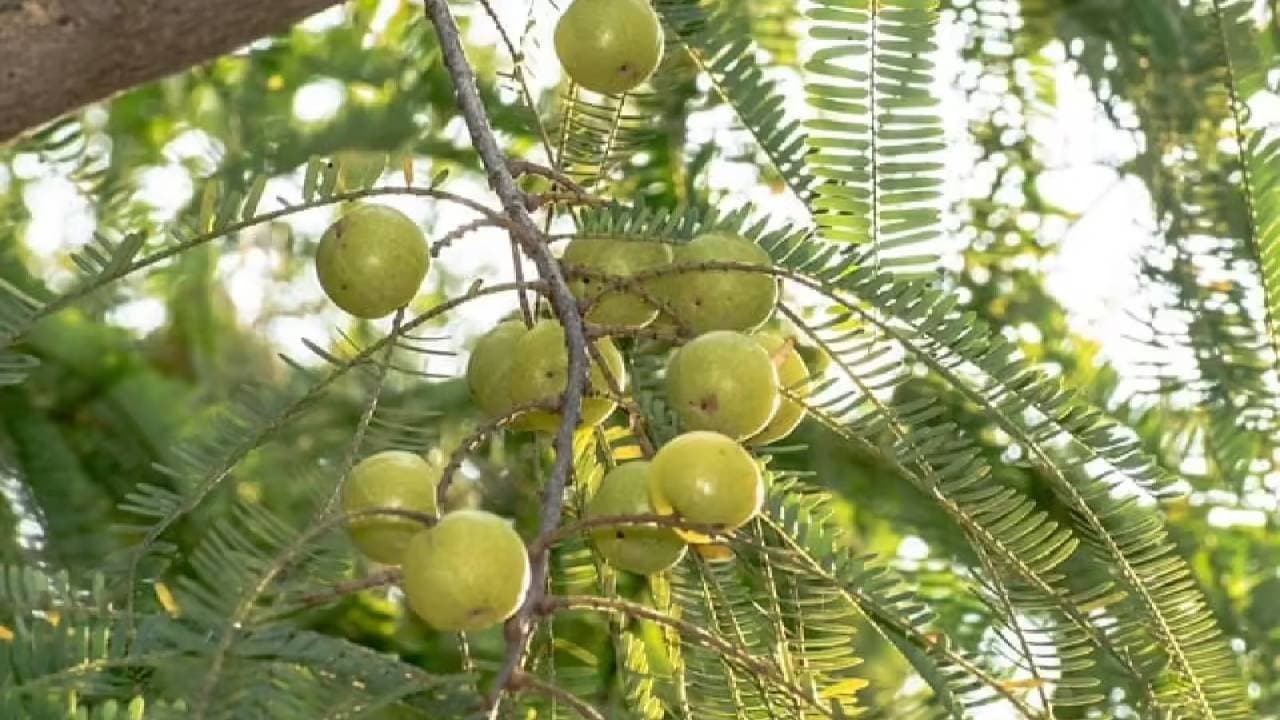 Amla Juice has many health benefits