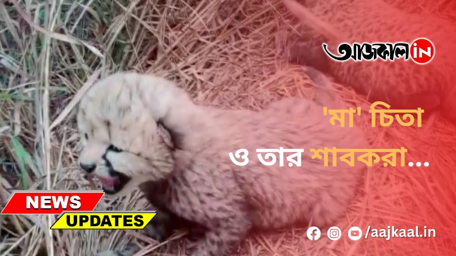 'মা' চিতা ও তার শাবকরা...