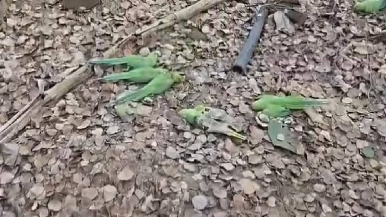 Two Hundred Parrots Die Of Food Poisoning In Madhya Pradeshs Khargone District 