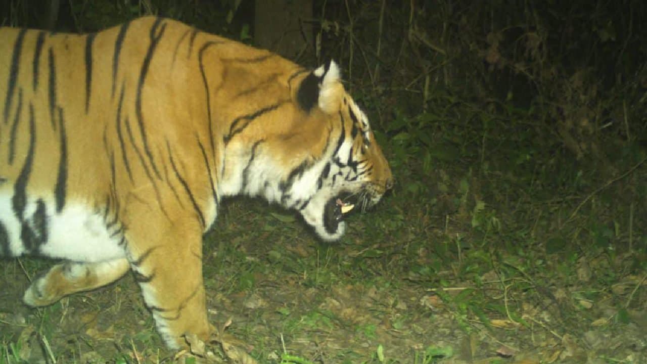 Tiger census kicked off in Buxa tiger reserve forest