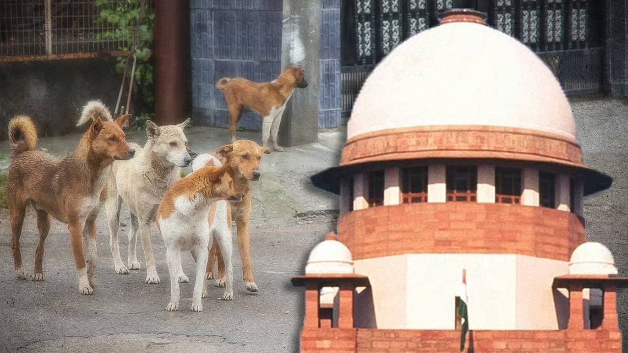 Supreme Court hearing on stray dog menace