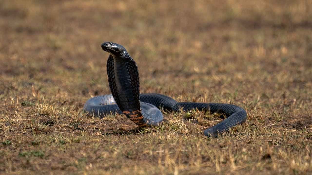 Deadly Snakebites: Universal Antivenom makes Human fearless