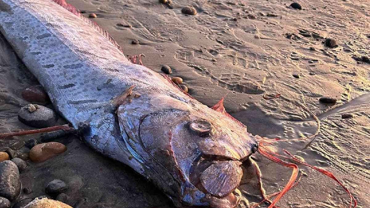 Bad Luck comes in three ways after three giant Doomsday Fish wash up in one week