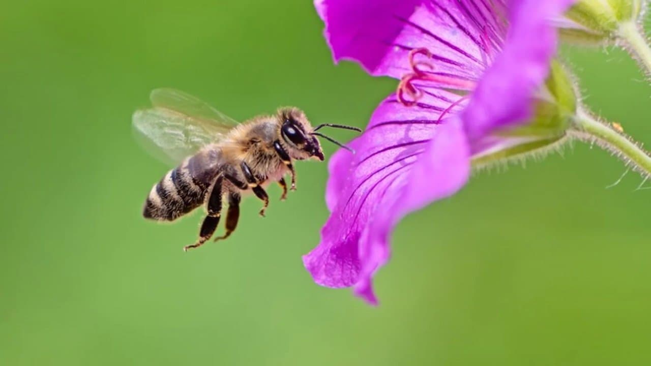 Bees are doing math solved an alien communication problem