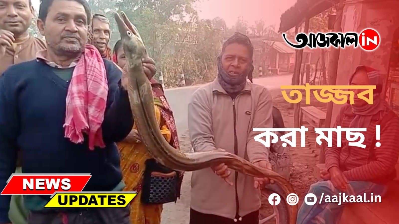 চাষের জমিতে ঘুরছে বিশালাকার মাছ