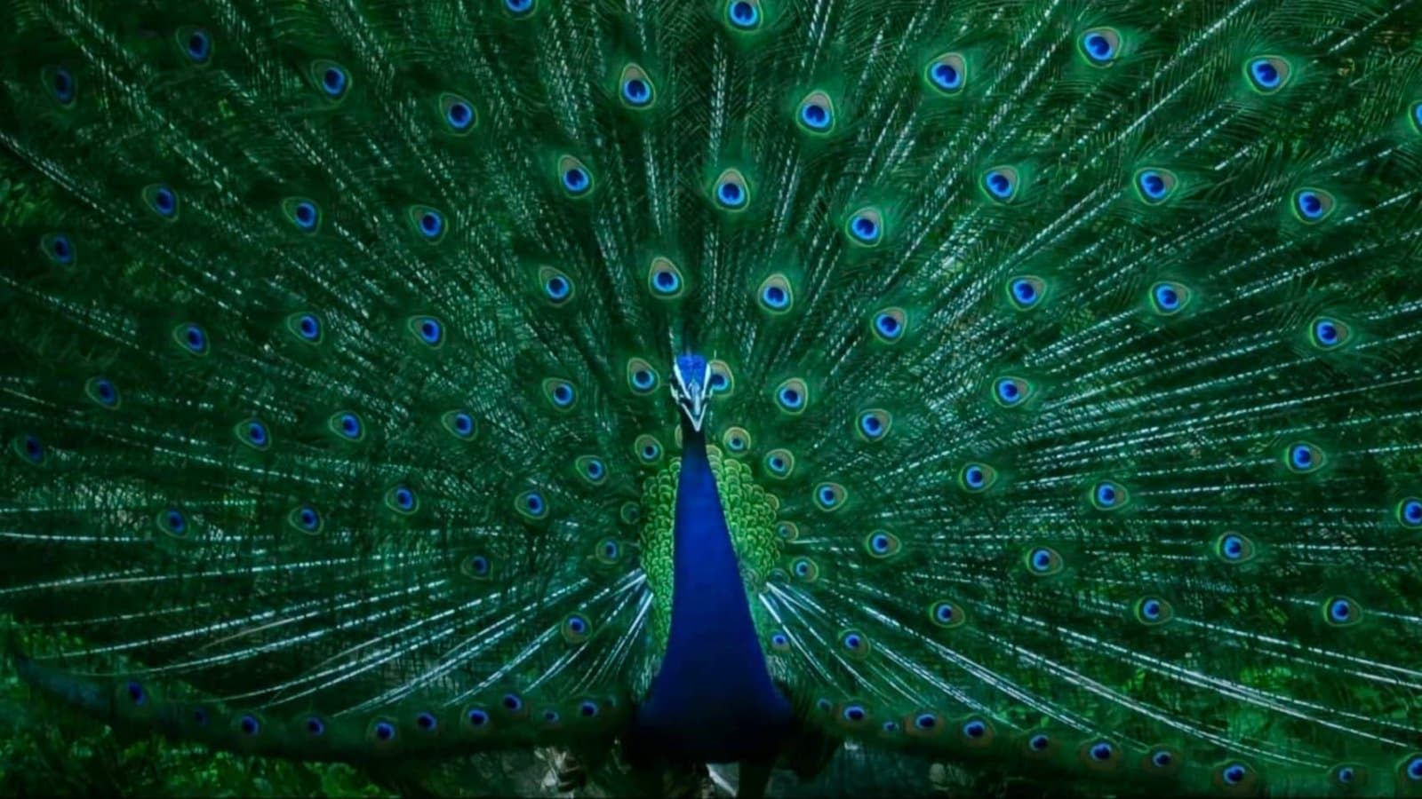  7 Peacocks Found Dead In UP, Poisoning Suspected gnr