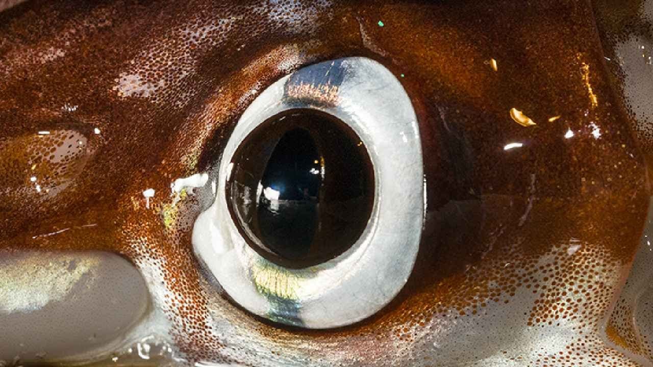 Rare Native Species making Historic comeback after 600 years