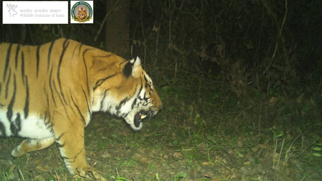 Royal Bengal Tiger spotted in buxa forest 