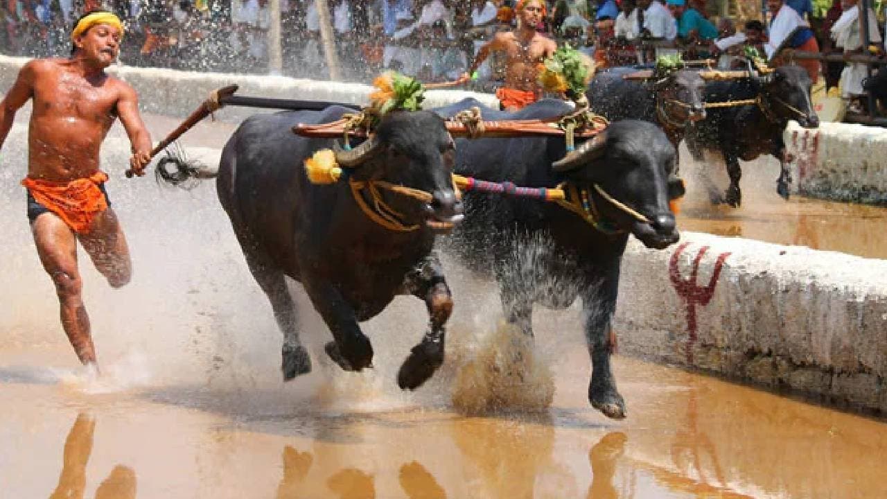 One Killed Many Injured During Bull Race At Pongal Festival In Tamil Nadu 