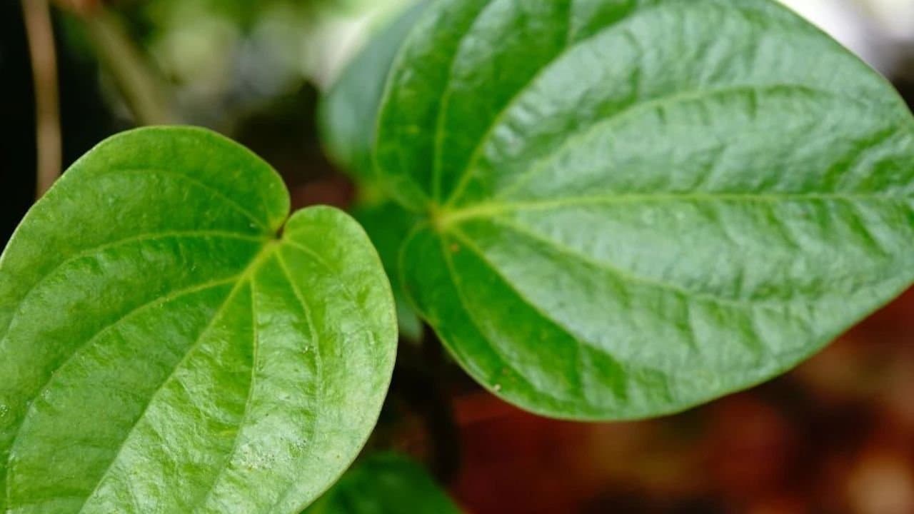 Benefits of eating betel leaves or paan